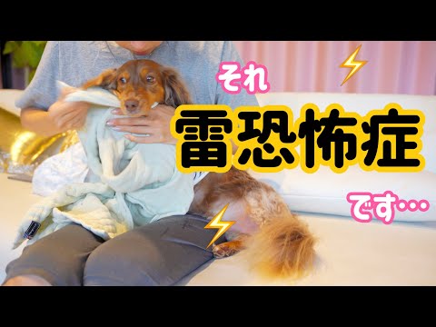 雷雨に怯える犬猫を守る！今すぐできる3つの対策法