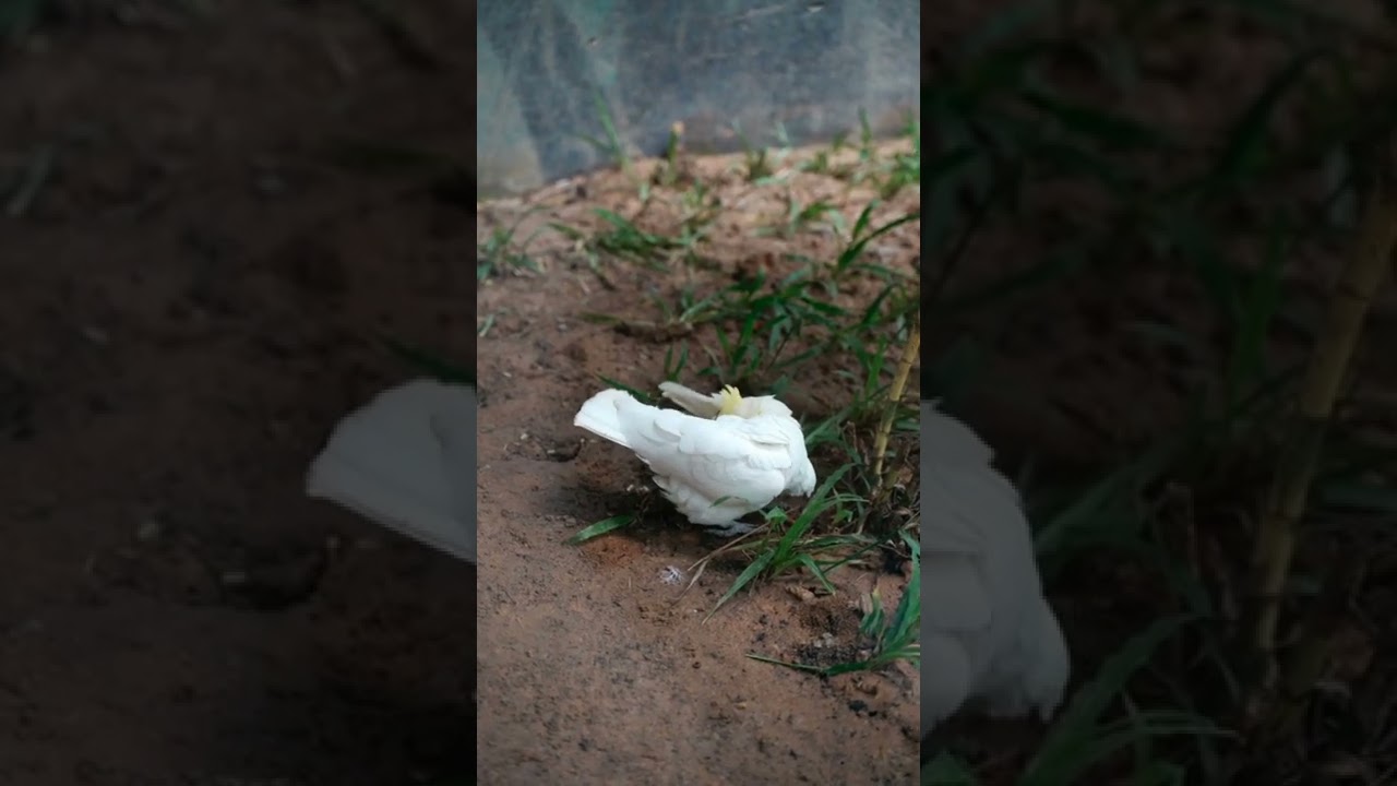 Bird Grooming Its Feathersin 