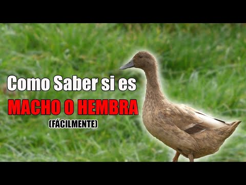 Video: Cómo sedar un gato para asearse