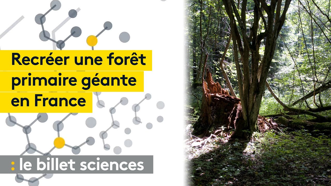 Un scientifique veut créer une forêt primaire géante en France