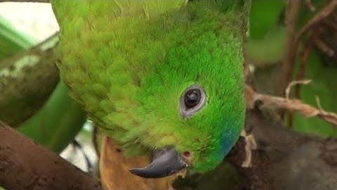 Blue-crowned Hanging-Parrot