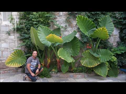Βίντεο: Πώς καλλιεργείτε την Colocasia gigantea;