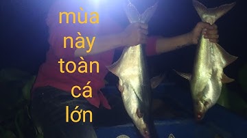 Nhịp sống miền tây l câu cá tra sông cái bé mùa này toàn cá lớn