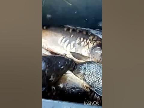 ХОРОШИЙ УЛОВ! - YouTube