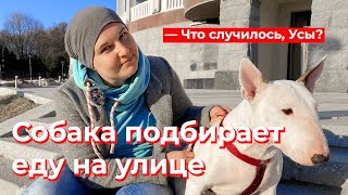 Что случилось,Усы? Собака подбирает еду на улице