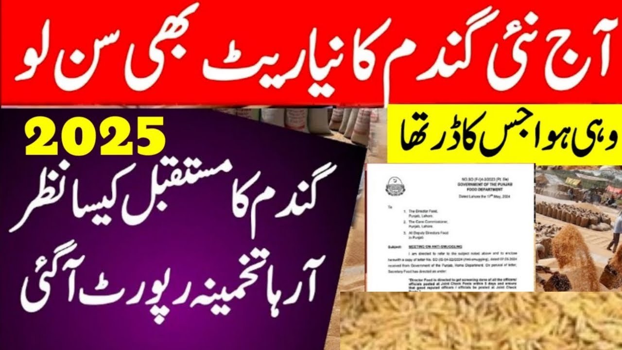 Today wheat price in punjab | گندم کا ریٹ 2024 | gandam rate today ...