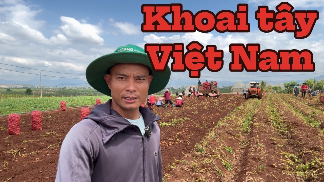 Thu hoạch khoai tây vụ 2025-2026 tại lâm đồng,