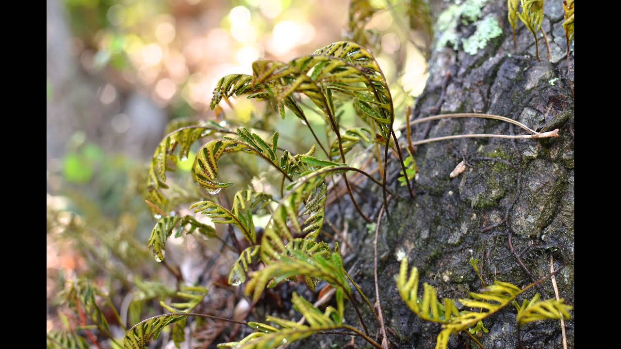 Resurrection Fern coming back to life , Naples , Florida YouTube