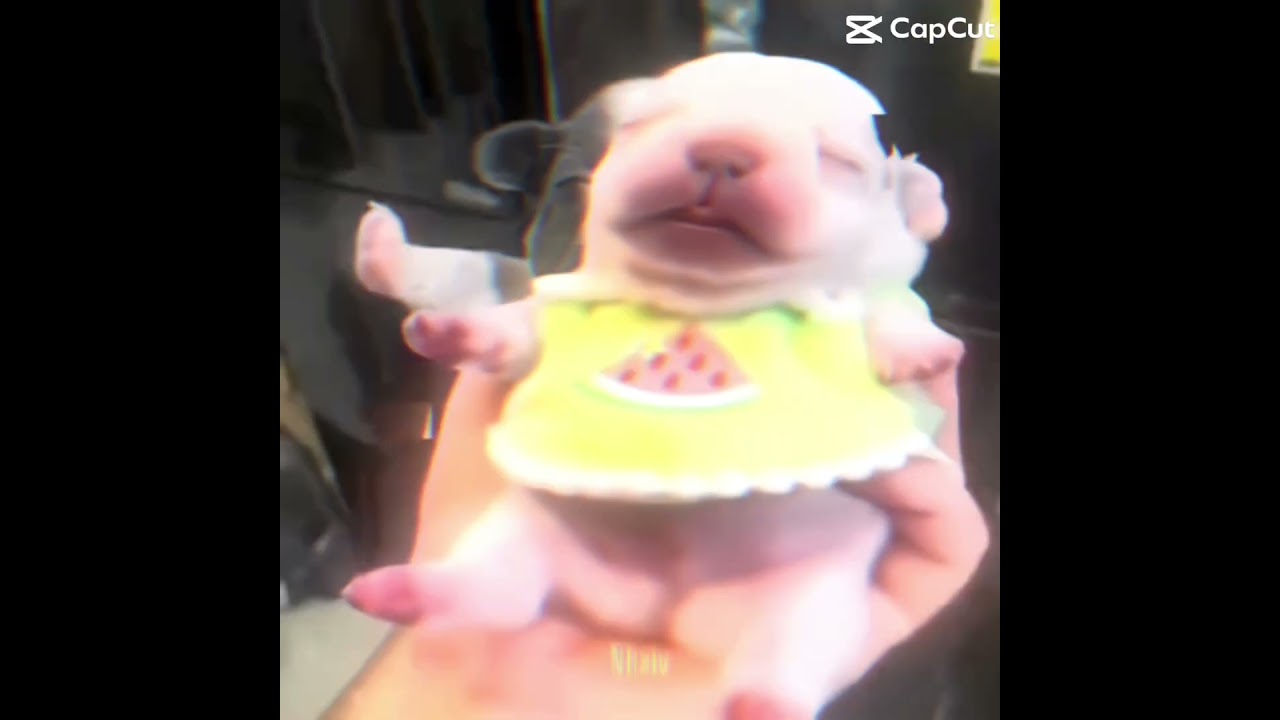 I am Pibble wash my belly ￼￼