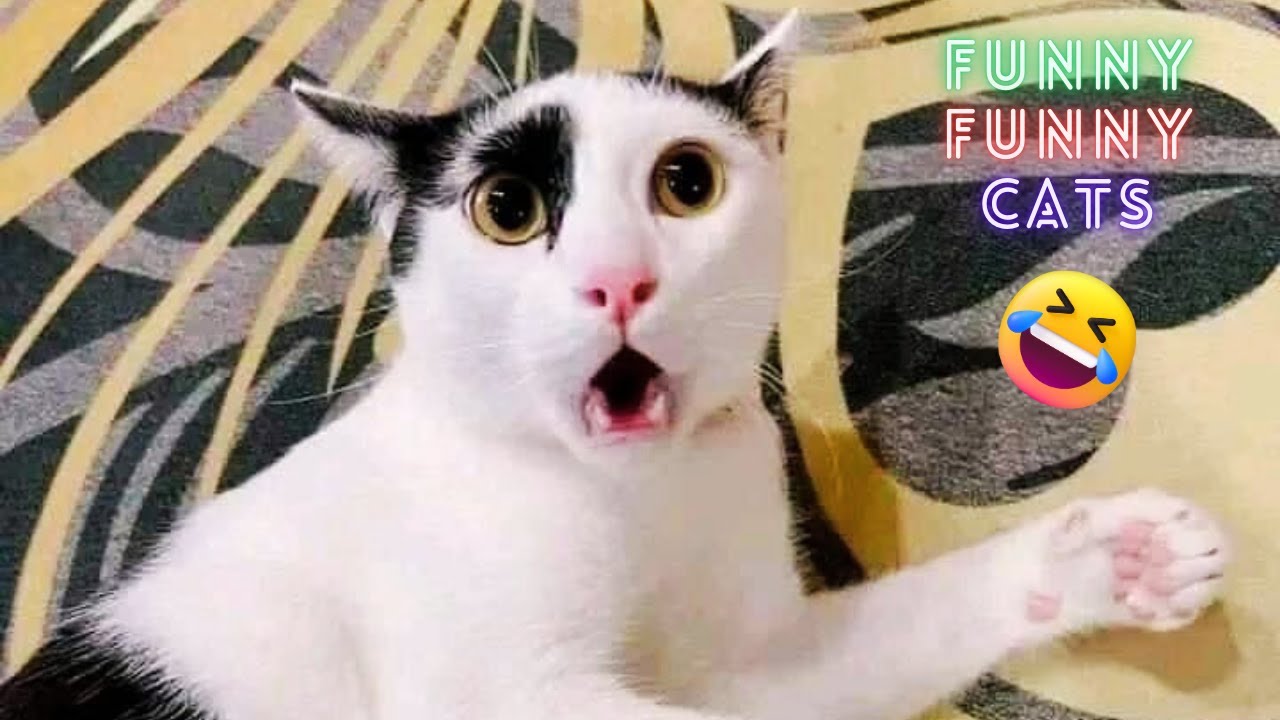 Viral Cat Fails 😆 The Most Hilarious Moments on the Internet