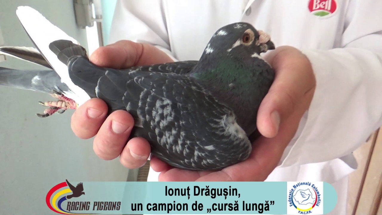 Ionuț Drăgușin, un campion de „cursă lungă”