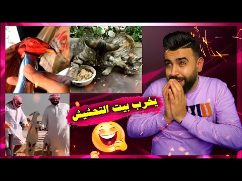 ردة فعلي/ مقاطع راح تخليك تضحك غصبا عنك 😂/ فيديو العودة