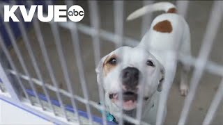 Williamson County Animal Shelter hosts free 5-day adoption event