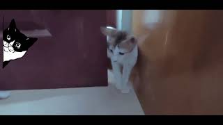 Kittens playing Hide and Seek 😅 by CAT Lover 121 views 2 years ago 1 minute, 26 seconds