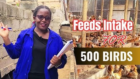 DONT WASTE CHICKEN FEEDS AGAIN. How to calculate feed intake of 500 chicken up to point of layong.
