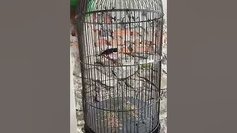 Kolibri ninja Suara periwitan
