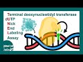 TUNEL Assay Terminal Deoxynucleotidyl Transferase DUTP Nick End Labeling TUNEL 