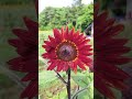 Sunflower field enath turistplacesunflowerhill sunflowergarden sunflowerfieldinkerala