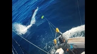 Best marlin fishing from Australia's Great Barrier Reef! Carolina Gentleman Sportfishing