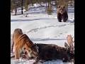 बाघ भालू से भिड़ गया तो हुआ ऐसा खूनी दंगल | Real Tiger vs Sloth Bear Fight #shorts