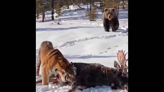 बाघ भालू से भिड़ गया तो हुआ ऐसा खूनी दंगल | Real Tiger vs Sloth Bear Fight #shorts