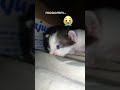so sad☹️😺 #cat #cutecat #cute #miawmiaw #love #fypシ゚viral #soundsad #catsong