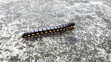 Poco M2 pro Macro video shoot. What a detail op