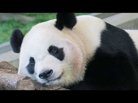 楓浜生配信！ 楓浜の最新映像に感動【パンダ生配信】アドベンチャーワールドスペシャルパンダツアー！！ 楓浜良浜結浜彩浜タンタン生配信！ 中国へ旅立ったアドベンのパンダ達！ アドベンチャーワールドのパンダ