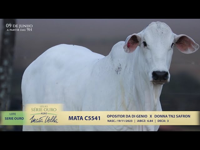 LOTE SERIE OURO   MATA C5541
