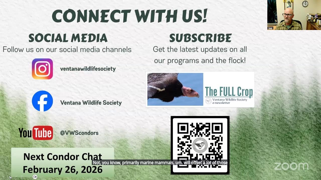January 2026- The Condor Chat with Ventana Wildlife Society