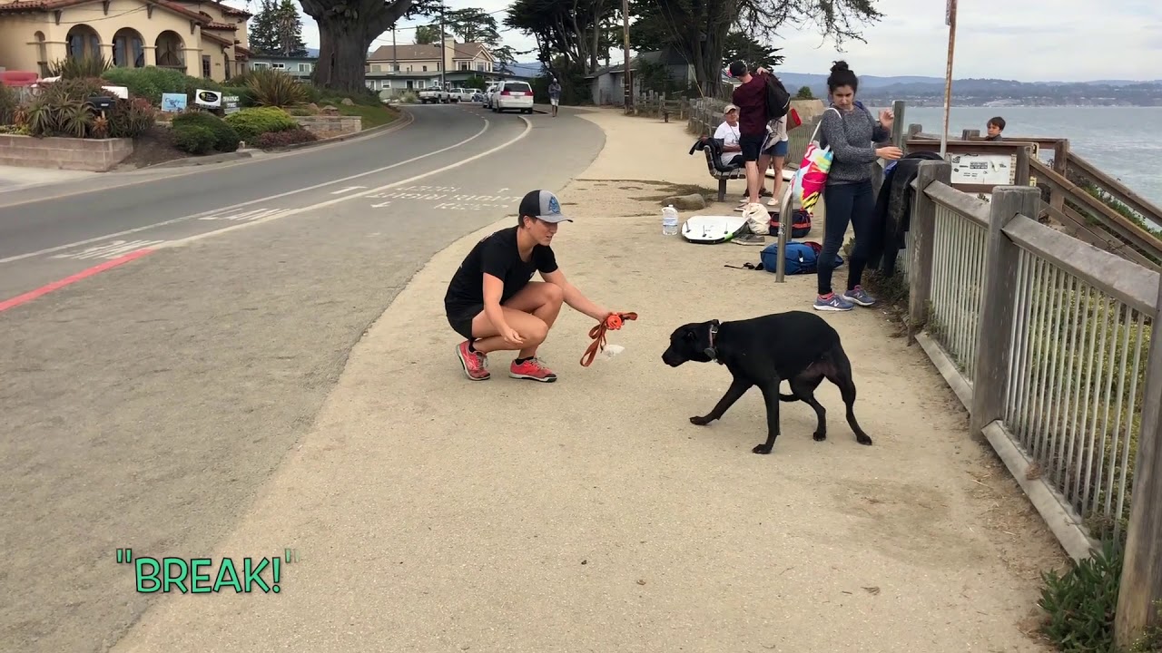 Lab/Malinois mix, Kona! Central Coast: Off Leash K9 Training