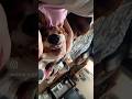 BASSET HOUND SLEEPY TIME | CUTE &amp; FUNNY DOG MOMENT | BASSET SMILE #basset #shorts #dog 🐶