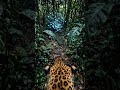 Jaguar POV: Lost Golden City 😳🐆 #shorts #jaguar #amazon #lostcity #jungle #exploration