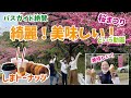 【53】バスガイド絶賛！「桜まつり」と「しまドーナッツ」が綺麗で美味しい！