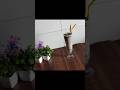 Healthy Dragonfruit Juice l #viralshorts #easyrecipe #healthyfood #ytshorts #recipe #food