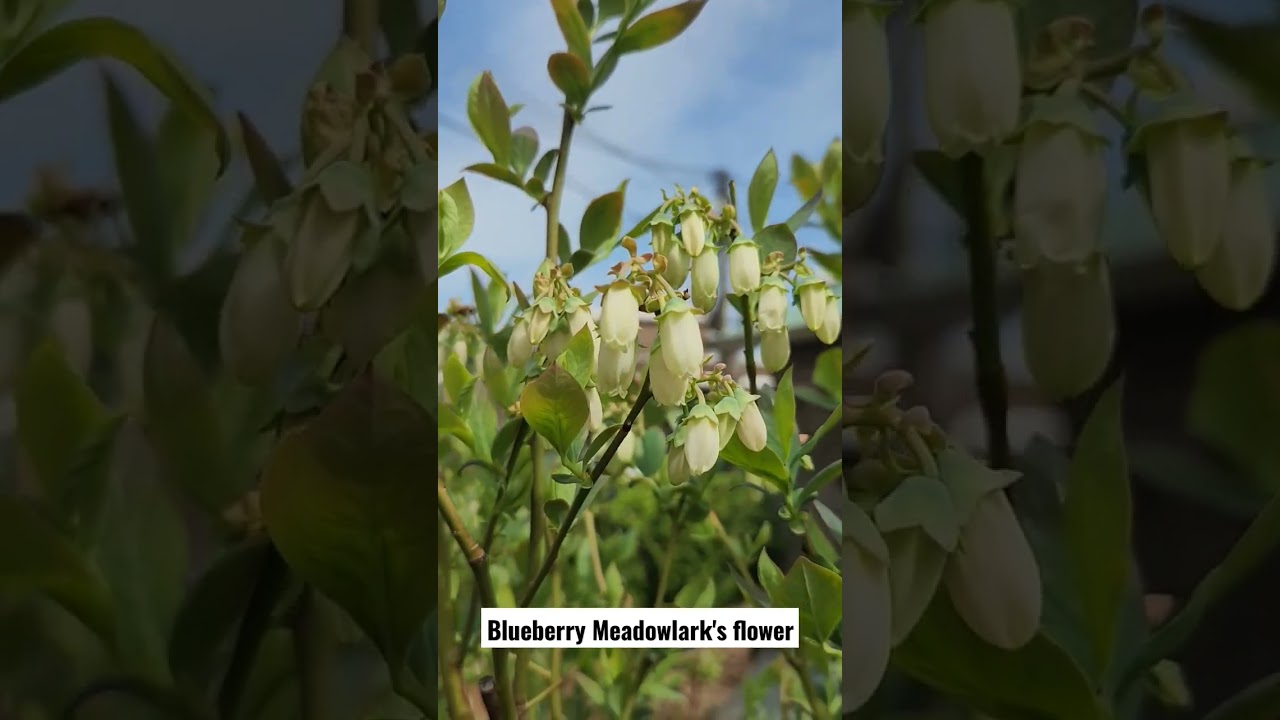 Blueberry Meadowlark's flower