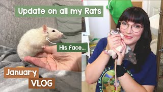 How are my rats ACTUALLY doing? | VLOG