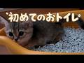 【マンチカン】体重600gの天使！初めてのトイレとお婆ちゃんへのペロペロが可愛すぎて悶絶…