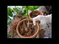 How to Plant an Orchid Keiki using a Shredded Coconut Husk / Propagating Dendrobium Orchids