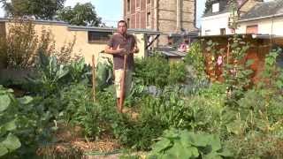 Mon jardin potager urbain permaculture Sept 2015