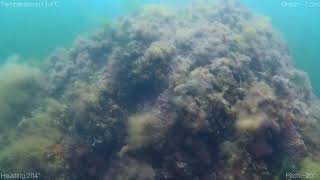Big Whammy Divers - Episode 1 - Camera Test