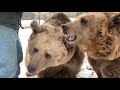 More happy birthday to the bears video! Girls turn!