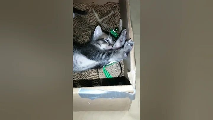 Watch the video about Cutie kittens black pepper @CatRepublicPh#siberian #abyssinian #trendingkittens