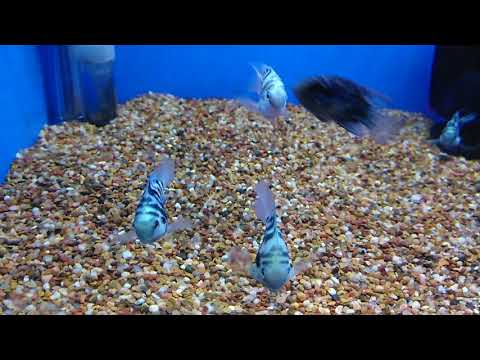 jellybean parrot cichlid for sale