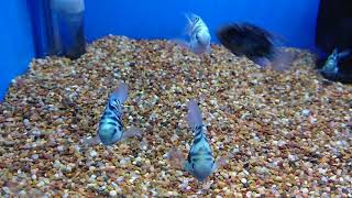 Rare Convict Cichlid Parrot Cichlid Hybrid