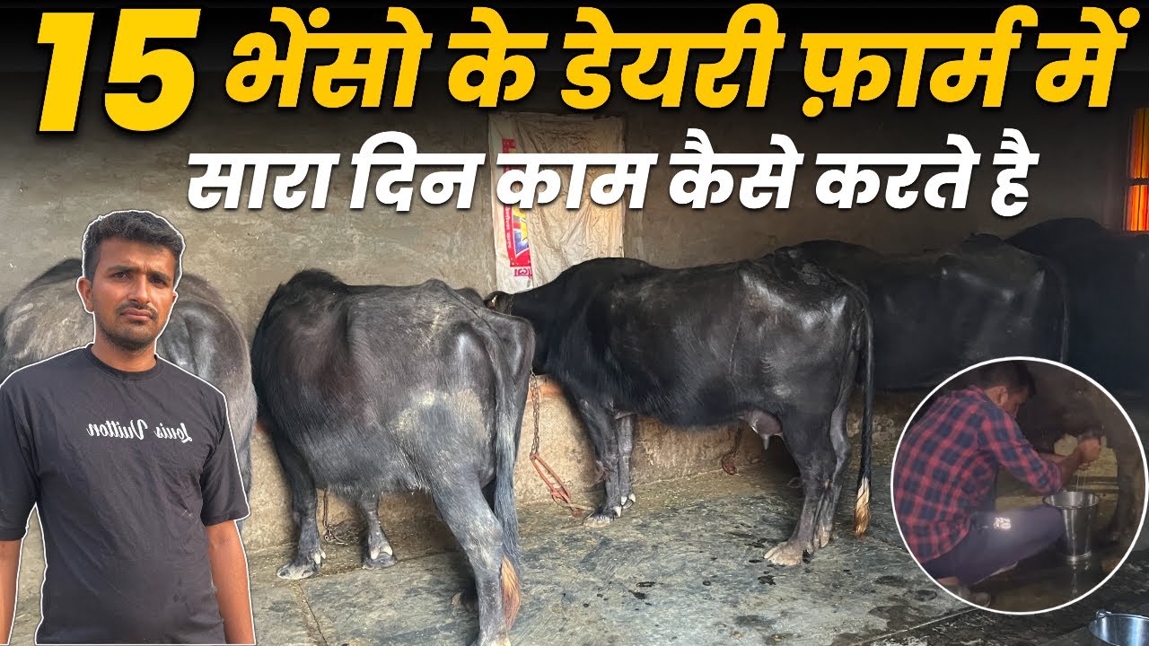 Murrah भैंस Dairy में Profit,Dairy Routine कैसे 15 भैंसों को मैनेज करें,DairyFarm Mota Business 