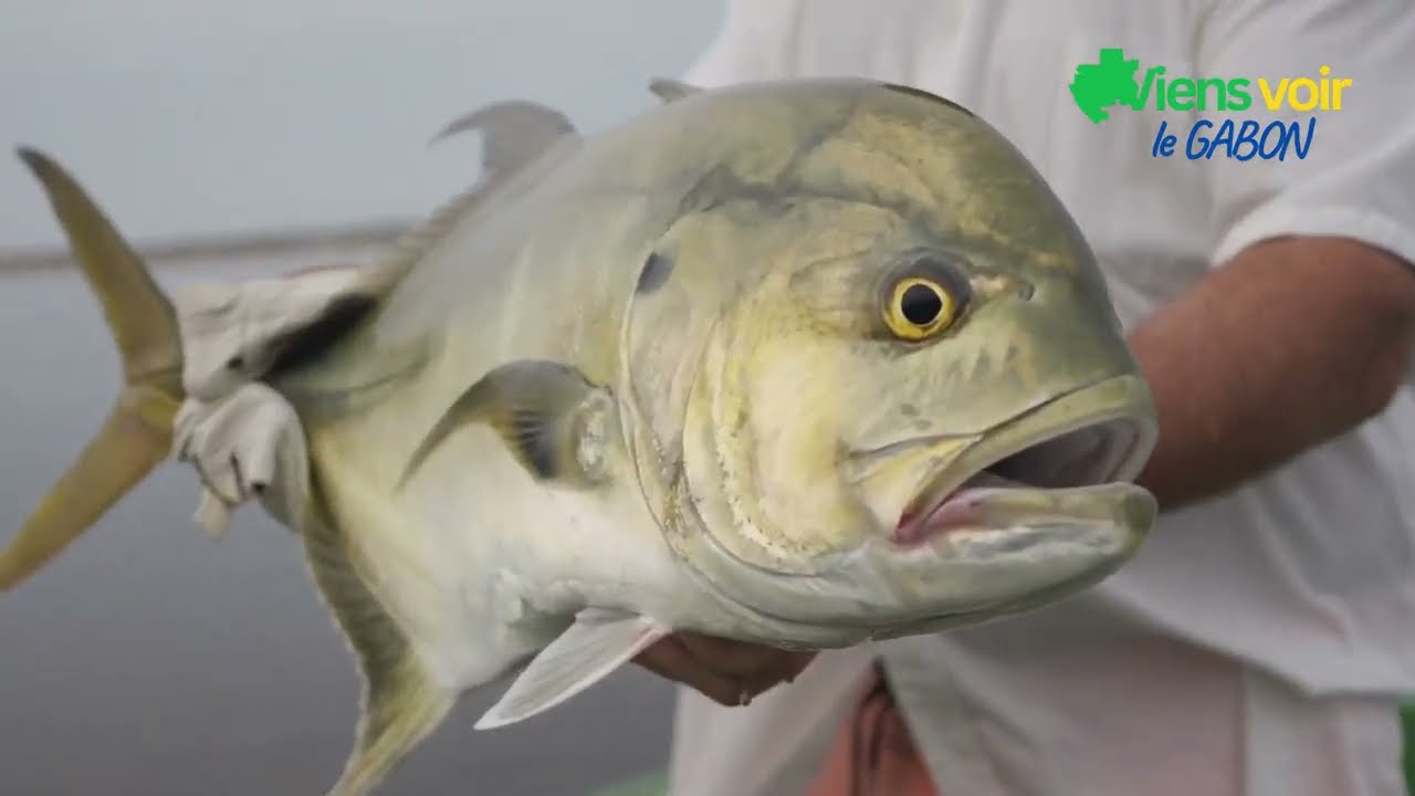 LE PARC NATIONAL DE LOANGO, UN JOYAU SAUVAGE DU GABON