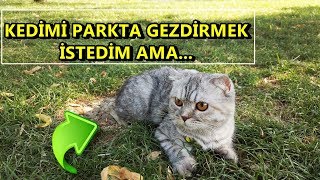 KEDİMİ İLK DEFA PARKA GÖTÜRDÜM ( PİŞMAN OLDUM ) #scottishfold