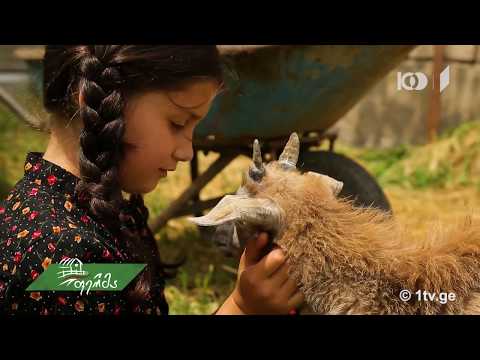 #არტიშოკი საქართველოში ყველაზე პატარა ფერმერის, ნანუკას ოცნებები