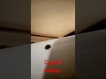 Caught a ladybug shorts cute satisfying